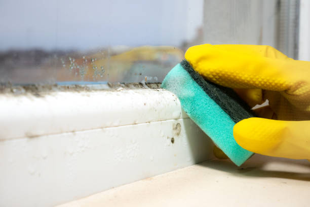 Best Home Mold Removal  in Cleves, OH