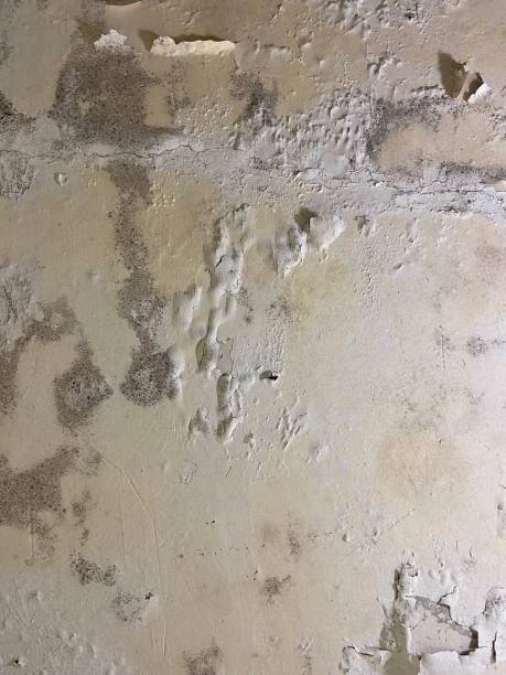 Best Home Mold Removal  in Cleves, OH