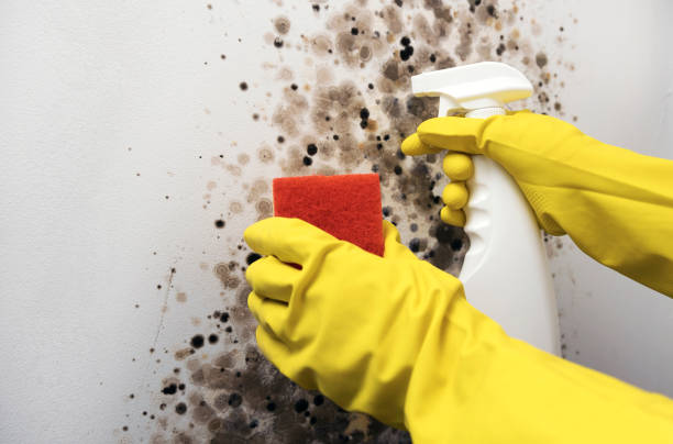 Mold Removal Process in Cleves, OH