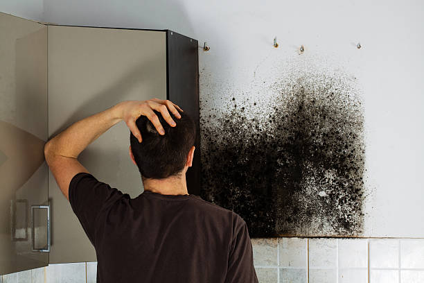 Best Water Damage Restoration  in Cleves, OH