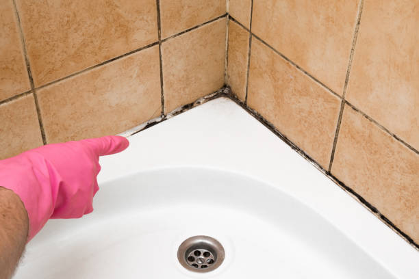 Best Local Mold Removal Service  in Cleves, OH